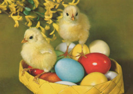 EASTER CHICKEN EGG Vintage Postcard CPSM #PBO907.GB - Pâques