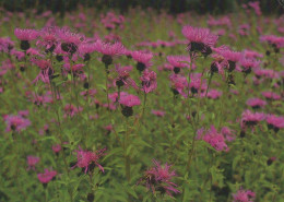 FLOWERS Vintage Ansichtskarte Postkarte CPSM #PAS447.DE - Fleurs