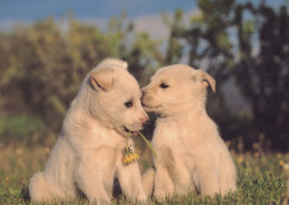 HUND Tier Vintage Ansichtskarte Postkarte CPSM #PAN608.DE - Honden