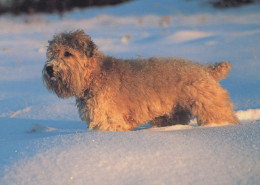 HUND Tier Vintage Ansichtskarte Postkarte CPSM #PAN479.DE - Chiens