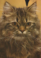 KATZE MIEZEKATZE Tier Vintage Ansichtskarte Postkarte CPSM #PAM606.DE - Cats