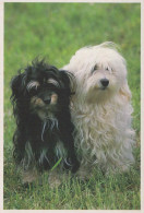 CANE Animale Vintage Cartolina CPSM #PBQ706.IT - Honden