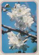 FLORES Vintage Tarjeta Postal CPSM #PAR303.ES - Flowers