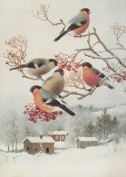 PÁJARO Animales Vintage Tarjeta Postal CPSM #PAM733.ES - Birds