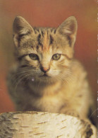 KATZE MIEZEKATZE Tier Vintage Ansichtskarte Postkarte CPSM #PBQ953.DE - Gatti