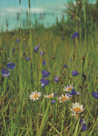 FLEURS Vintage Carte Postale CPSM #PAR244.FR - Fleurs