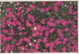 FLORES Vintage Tarjeta Postal CPSM #PBZ794.ES - Fleurs
