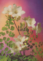 FLORES Vintage Tarjeta Postal CPSM #PBZ432.ES - Flowers