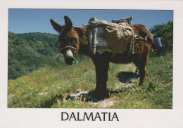 BURRO Animales Vintage Tarjeta Postal CPSM #PBR946.ES - Donkeys