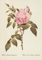 FLEURS Vintage Carte Postale CPSM #PBZ673.FR - Fleurs