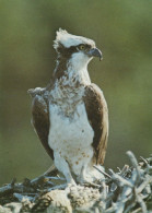 OISEAU Animaux Vintage Carte Postale CPSM #PBR482.FR - Vögel