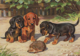 CHIEN Animaux Vintage Carte Postale CPSM #PBQ365.FR - Chiens