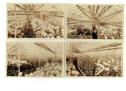 Carte Photo - Lot 4 - Maine > Kennebunk - Alexander BURR - Florist - Fleuriste Serre Fleurs - Métier Horticulture - Otros & Sin Clasificación