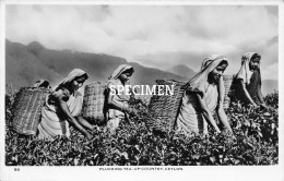 Plucking Tea  - Up-country - Ceylon - Sri-Lanka - Sri Lanka (Ceylon)