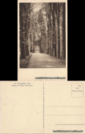 Ansichtskarte Waldenburg (Sachsen) Im Grünfelder Park 1922  - Waldenburg (Sachsen)