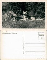 Gehren (Thüringen) Tierfreundschaft In Der Kranichsruhe Rehkitz Schäferhund 1955 - Gehren