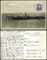 Postcard .Ungarn UNGARN, HONGRIE, HUNGARY Schäfer Hortobagy 1928 - Ungarn