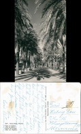 Palma ( De Mallorca) Paseo De Sagrera Allée De Sagrera Sagrera Boulevard 1960 - Other & Unclassified