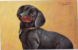 Dackel Teckel Bassotto   Dachshund Dog  (  A.Müller    ) - Honden