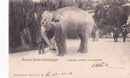 Anvers Jardin Zoologique L'éléphant "Victoire" En Promenade. Carte Publicitaire Hotel Ia Rose D'Or/De Gouden Roos - Antwerpen