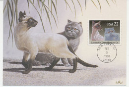 Maximum Card USA 1988 Siamese Cat - Exotic Shorthair Cat - Andere & Zonder Classificatie