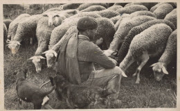 CARTE PHOTO BERGER ET SES MOUTONS CPA BON ETAT - Elevage