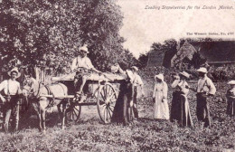 U.K -  Loading Strawberries For The London Market - Altri & Non Classificati