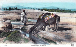 Algerie - Chameaux A La Seguia - Andere & Zonder Classificatie