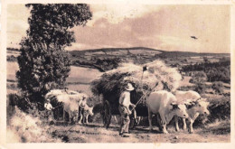 Agriculture - Scene Champetre - Payan Et Ses Attelages De Boeufs Rentrant La Moisson - 1952 - Cultivation