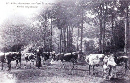 Agriculture - Scenes Champetres Du Centre De La France -  Vaches Au Paturage - Elevage