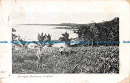 R141131 Pineapple Plantation. Cardwell. A. J. Cumming - Monde