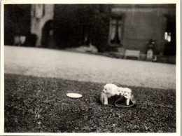 Photographie Photo Vintage Snapshot Amateur Chien Chiot  - Autres & Non Classés