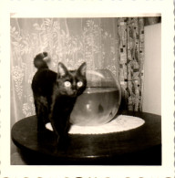 Photographie Photo Vintage Snapshot Amateur Chat Bocal Aquarium Poisson  - Autres & Non Classés