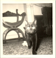 Photographie Photo Vintage Snapshot Amateur Chat Yeux  - Autres & Non Classés