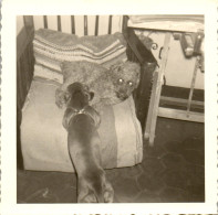Photographie Photo Vintage Snapshot Amateur Chien Caniche Basset - Other & Unclassified