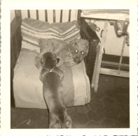 Photographie Photo Vintage Snapshot Amateur Chien Caniche Basset - Sonstige & Ohne Zuordnung