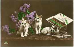 CPA Drei Junge Katzen, Tierportrait, Zigarren, Streichholzschachtel - Sonstige & Ohne Zuordnung