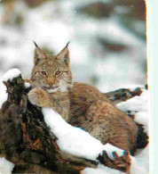 Animaux - Fauves - Lynx - Hiver - Neige - CPM - Flamme Postale De Saint Die Des Vosges 88 - Voir Scans Recto-Verso - Autres & Non Classés