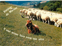 Animaux - Moutons - Carte Humoristique - En Morvan - Il Vaut Mieux Faire Envie Que Pitié - CPM - Voir Scans Recto-Verso - Autres & Non Classés