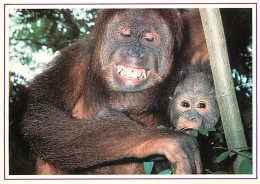 Animaux - Singes - Orang-Outan Et Son Bébé - Editions Paty And Sweety - Carte Neuve - CPM - Voir Scans Recto-Verso - Apen