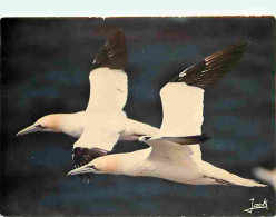 Animaux - Oiseaux - Fous De Bassan - Réserve Des Sept Iles - CPM - Voir Scans Recto-Verso - Oiseaux