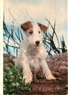 Chiens - CPM - Voir Scans Recto-Verso - Dogs