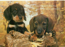 Chiens - CPM - Voir Scans Recto-Verso - Dogs