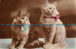 R142966 Cats. 102 2. RP. Old Photography. Postcard - World