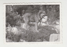 Cute Puppy Dog In Yard, Scene, Vintage Orig Photo 8.5x6cm. (33804) - Objects