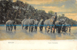 R142285 Ceylon. Ceylon Elephants. Plate - Monde