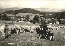 72091964 Waltersdorf Zittau Schafherde Schaefer Hirtenhund Panorama Waltersdorf - Grossschönau (Sachsen)