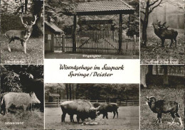 72083015 Springe Deister Wisentgehege Im Saupark Springe - Andere & Zonder Classificatie