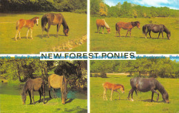 R143523 New Forest Ponies. Salmon. Cameracolour. 1983. Multi View - Monde