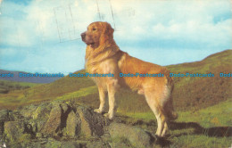 R143215 Golden Retriever. Salmon. 1977 - Monde